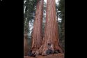 Bipartisan Coalition Reintroduces SOS Act to Protect Giant Sequoias