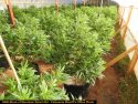 Marijuana plants
