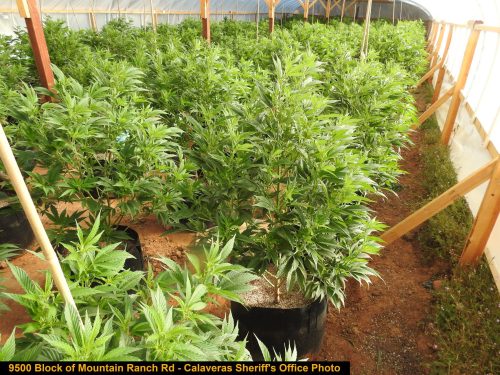 Marijuana plants