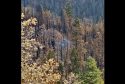Sequoia Still Smoldering From 2020 Wildfire Season