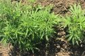 Tuolumne County Seeks Opinions About Industrial Hemp