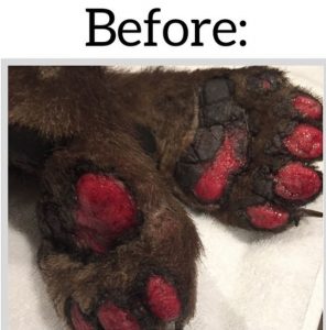 Bears injured paws before healing