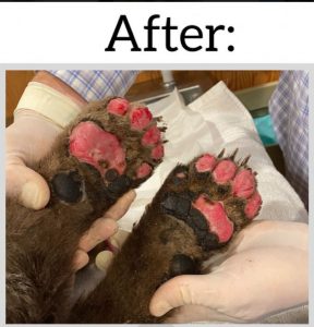 Bear's paws healing before skin grafts can be applied