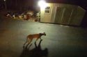 Mountain Lion Spotted In Jamestown