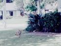 Living with Coyotes