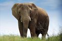 PAWS African Elephant Sadly Passes