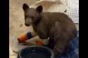 Burnt Bear Cub ‘Tamarack’ Escapes Tahoe Rescue Center Burnt Bear Cub ‘Tamarack’ Escapes Tahoe Rescue Center