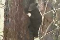Tamarack The Escaped Burnt Bear Cub Spotted Clinging To Tree