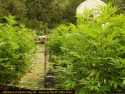 Busy August For Calaveras Marijuana Enforcement