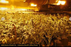 Illegal pot grow bust in Calaveras County