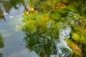 Toxic Algae Found At Yosemite