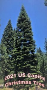 2021 US Capitol Christmas Tree