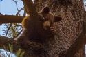 Cub Burnt In Tamarack Fire Believed Safe