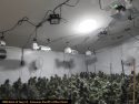 Calaveras Marijuana Enforcement Unit Staying Busy