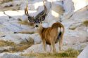 “Spooked” Deer Injures Girl In Yosemite “Spooked” Deer Injures Girl In Yosemite
