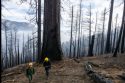 Fifth Of All Giant Sequoia Trees Torched In Wildfires