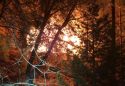Fire Damages Phoenix Lake Home