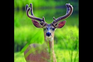 Deer in Stanislaus National Forest