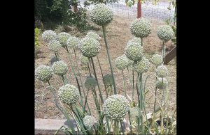 Photo by Diane Miller for Master Gardener Allliums