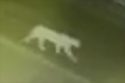 Sonora Cougar Alert