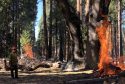 More Burning Starting Today In Yosemite