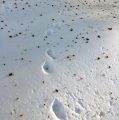 Fisher pawprints in the snow in Yosemite