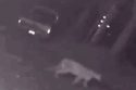 Mountain Lion Captured On Video In Crystal Falls