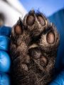 Paw of the fisher mammal