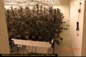 Nearly $8 Million Worth Of Marijuana Seized In Illegal Grows