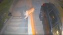 Mountain Lion Captured On Video In Downtown Sonora