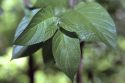 Dogwoods