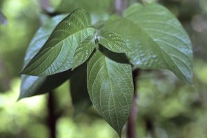 Photo by Kathi Joye Dogwood foliage Riparian habitat, shrub, foliage.
