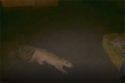 Early Morning Mountain Lion Visit In Sonora