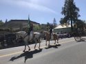 Revelers Pack Downtown Sonora For The Mother Lode Roundup Parade