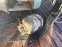 Calaveras County Man Lucky To Be Alive After BBQ Explosion