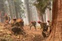 STF Firefighters Assisting Yosemite’s Washburn Fire STF Firefighters Assisting Yosemite’s Washburn Fire