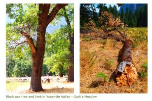 Black Oak tree in Yosemite and an example of Summer Branch Drop
