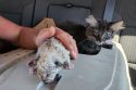 Saving Sweltering Felines