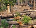 Mariposa Grove Reopening Following Washburn Fire Closure