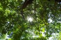 Taking Shade Under Yosemite Oak Trees Comes With Risks