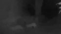 Mountains Lions Captured On Video In Sonora