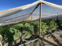 New State Cannabis Task Force Raids Illegal Grows In Tuolumne County