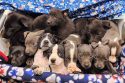 Puppies Rescued During Jupiter Illegal Grow Raids Need Forever Homes