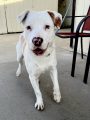 Valley Springs Dog Hit By Car Rescued
