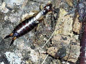 Over-Wintering Bugs The place Are they and What to Do about Them?
