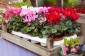 In the Holiday Mood: Cyclamen