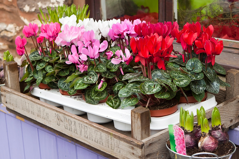 In the Holiday Mood: Cyclamen | myMotherLode.com