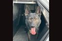 Amador County Sheriff&rsquo;s K-9 Apprehends Robbery Suspect