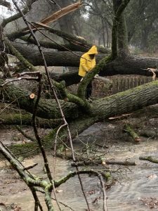 A large tree falls on Heidi Lane off Italian Bar Road in the Columbia area of ​​Tuolumne County