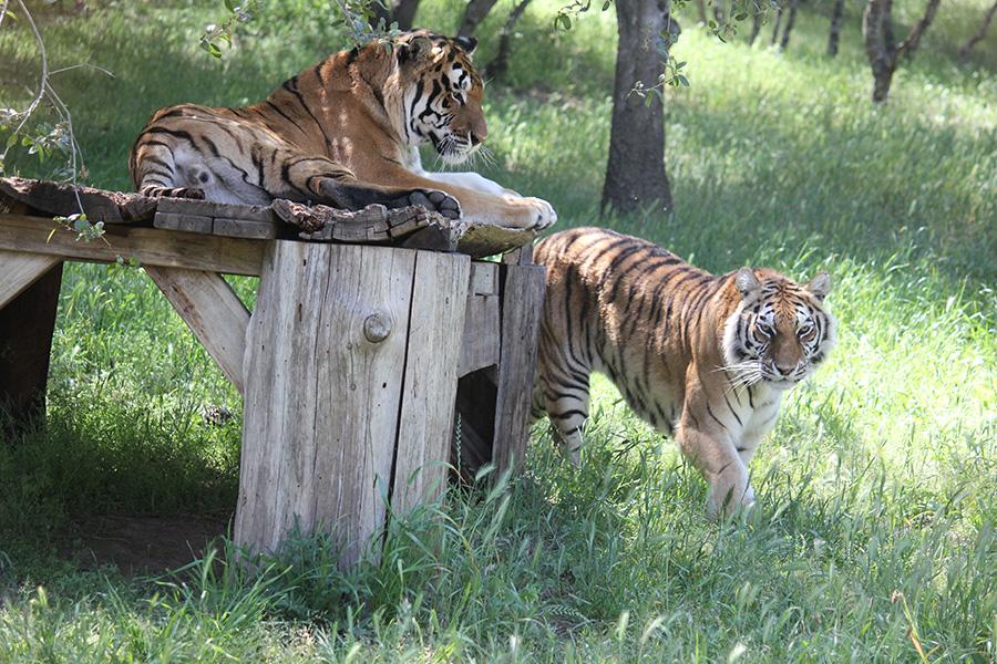 Performing Animal Welfare Society Praises Landmark Captive Cats Federal 